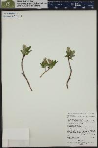 Salix petrophila image