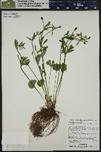 Ranunculus inamoenus image