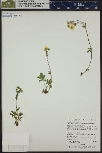 Potentilla diversifolia image