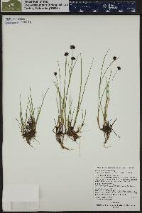 Juncus mertensianus image