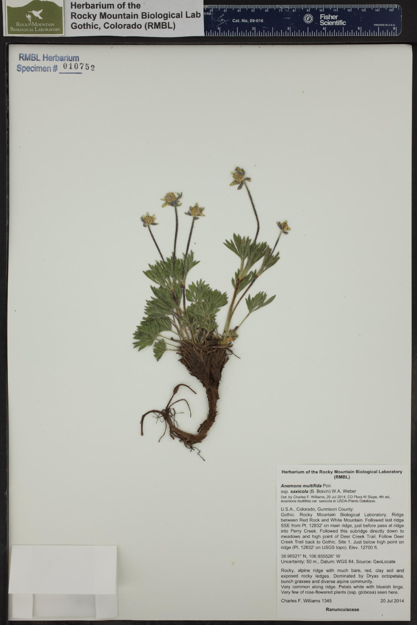 Anemone multifida subsp. saxicola image