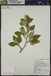 Populus balsamifera image