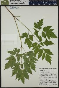 Actaea rubra image