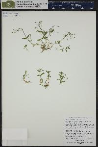 Stellaria umbellata image