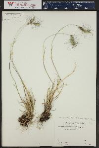 Elymus scribneri image