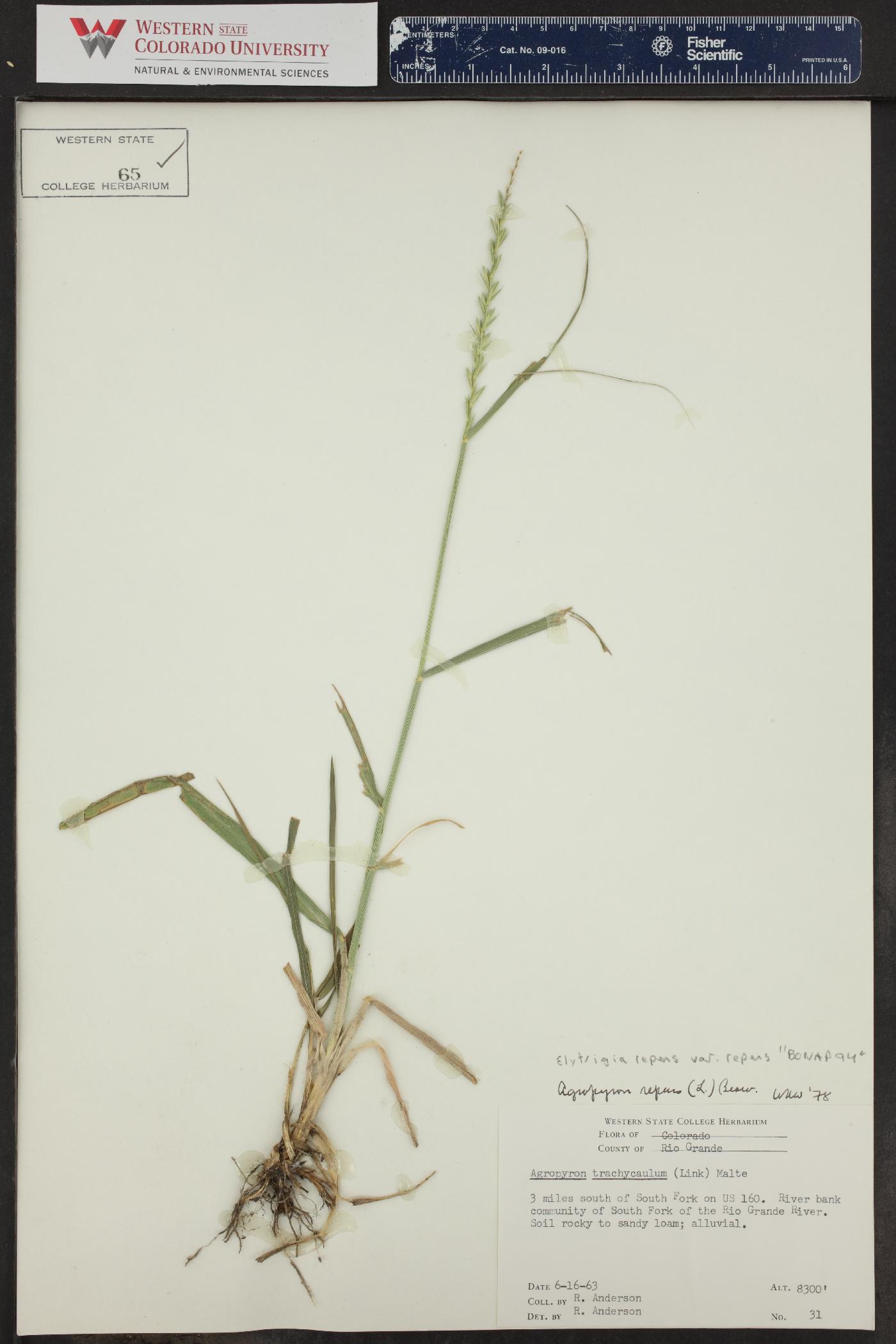 Elymus repens subsp. repens image