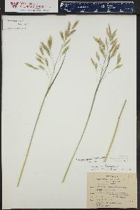 Bromus anomalus image