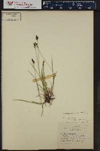 Carex norvegica subsp. stevenii image