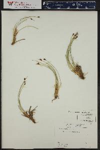 Juncus drummondii image