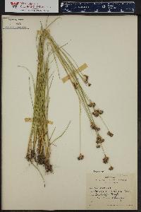 Juncus longistylis image