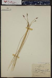 Juncus subtriflorus image