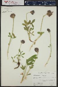 Trifolium parryi image