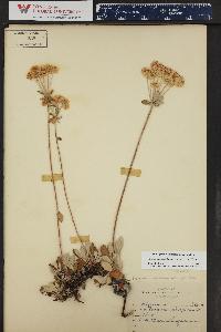 Eriogonum umbellatum var. majus image