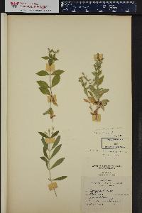 Silene menziesii image