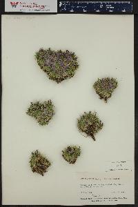 Silene acaulis image