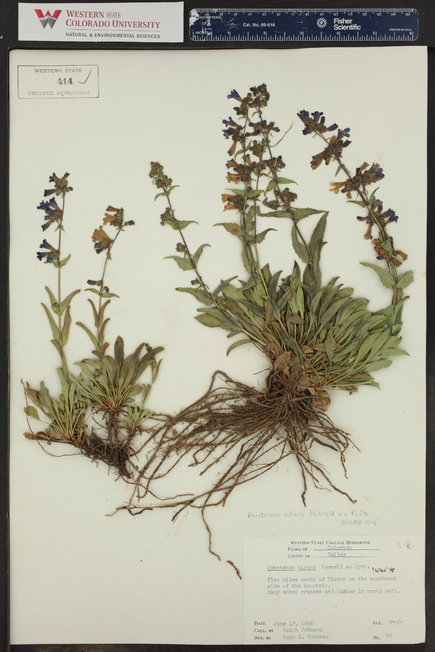 Penstemon virens image