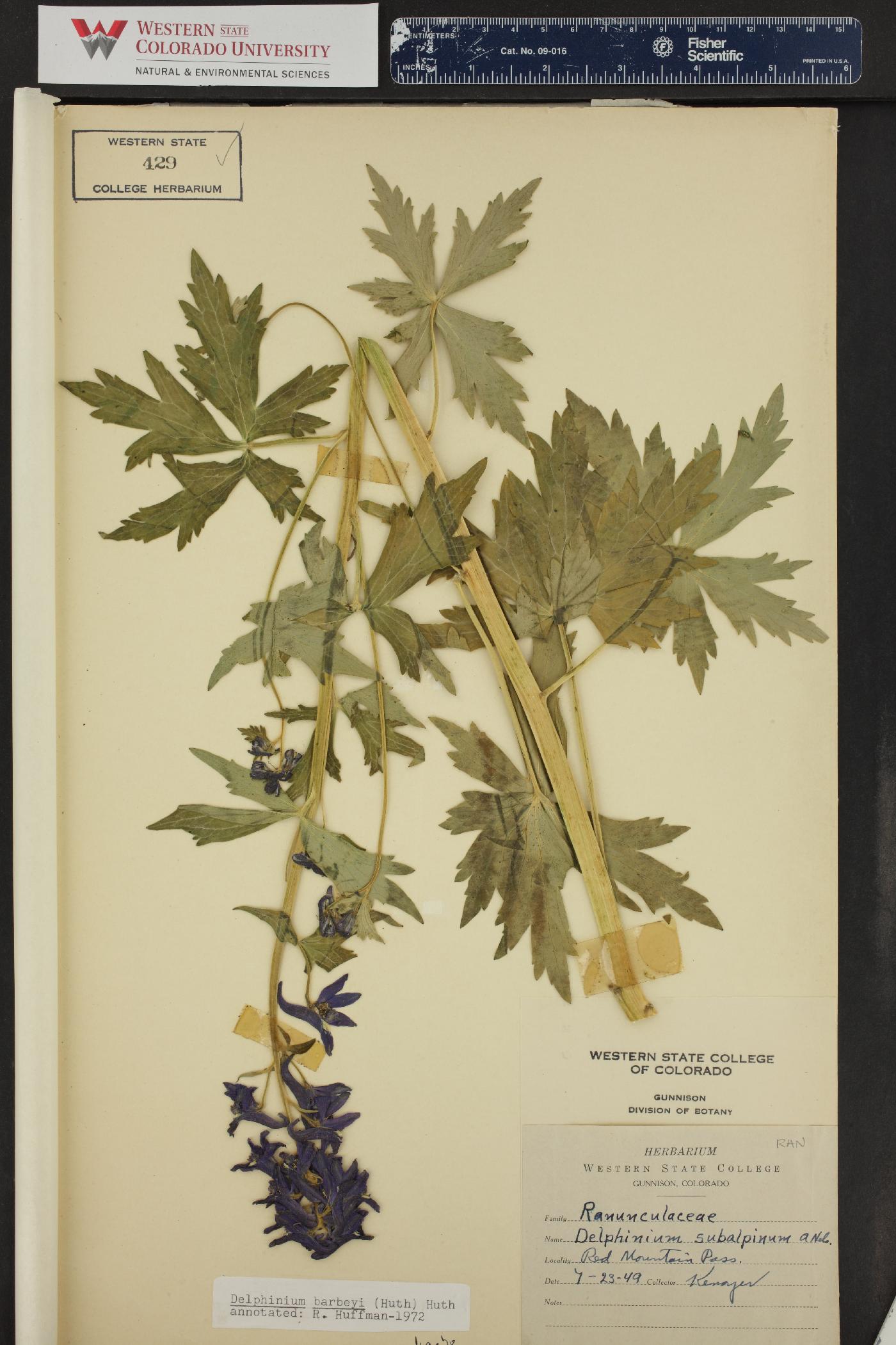 Delphinium subalpinum image