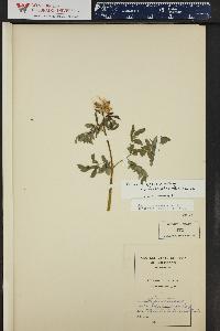 Corydalis caseana image