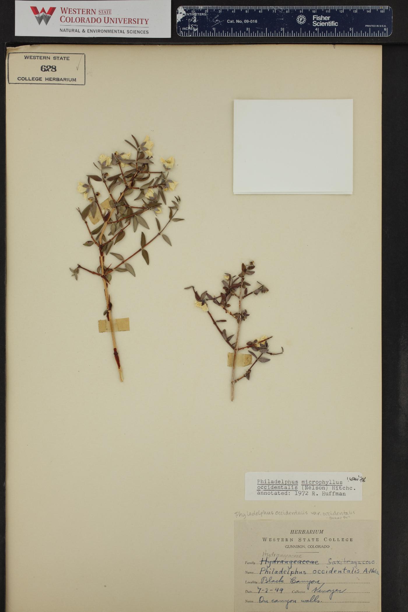 Philadelphus occidentalis var. occidentalis image
