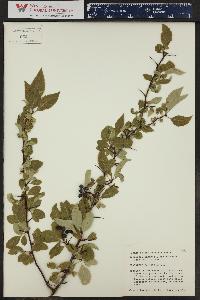 Crataegus saligna image