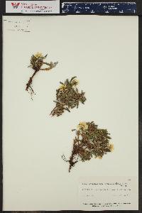 Dryas octopetala subsp. hookeriana image