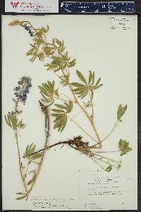 Lupinus bakeri image