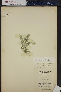 Astragalus agrestis image