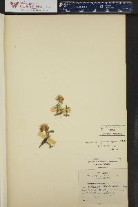 Trifolium gymnocarpon image