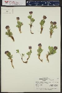 Trifolium parryi image