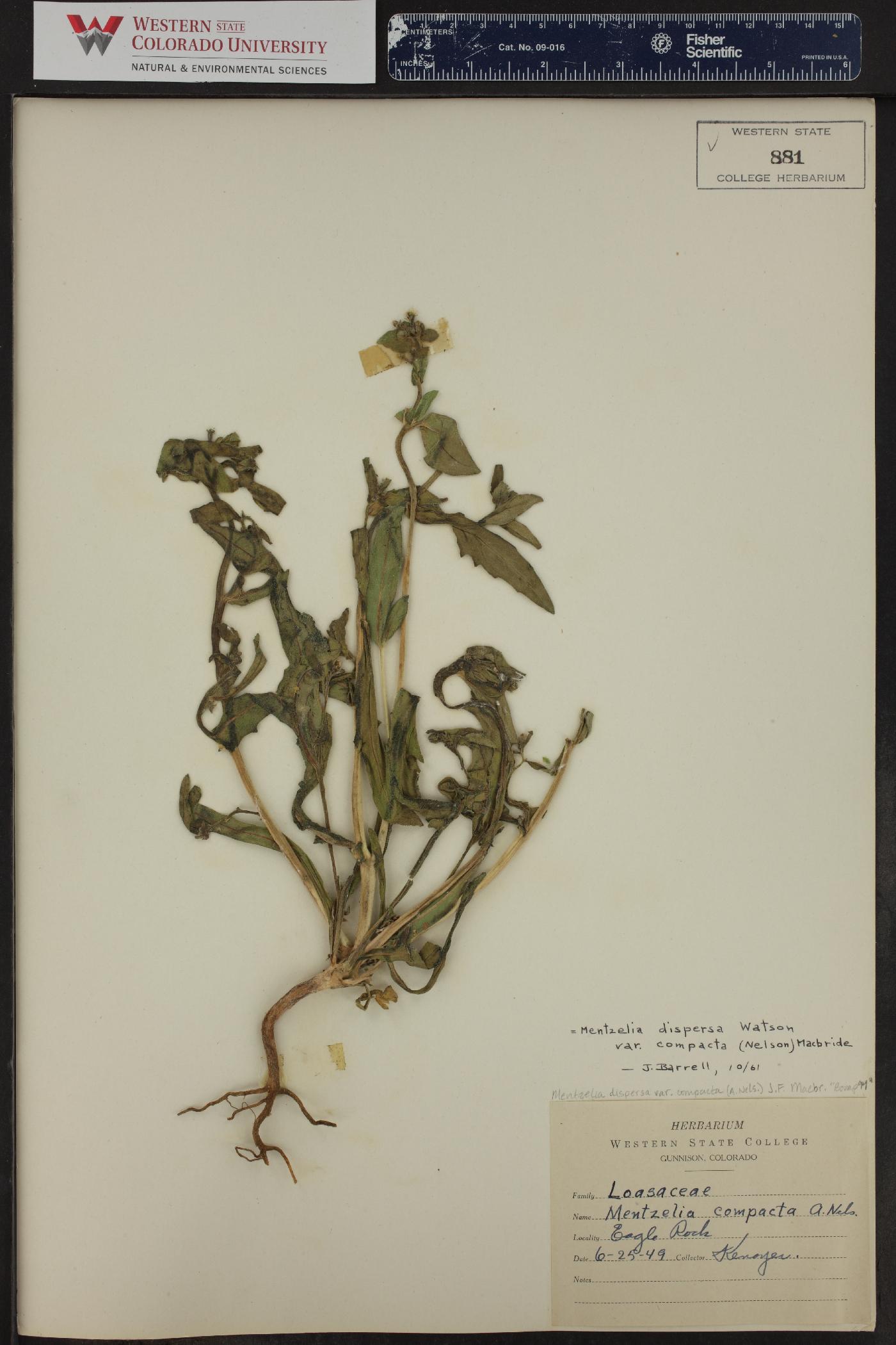 Mentzelia dispersa var. compacta image