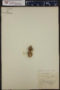 Opuntia polyacantha var. hystricina image