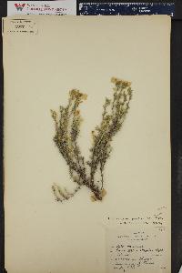 Image of Phlox scleranthifolia