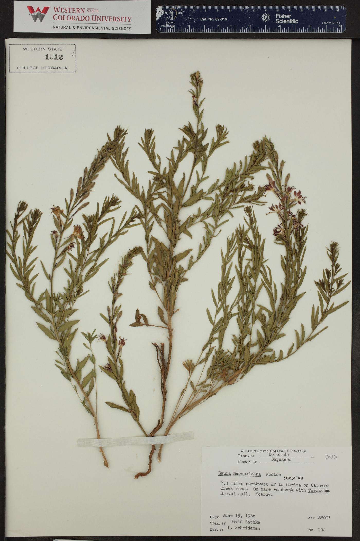 Oenothera coloradensis subsp. neomexicana image