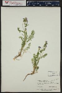 Polemonium pulcherrimum subsp. delicatum image