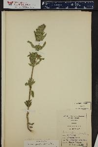 Dracocephalum parviflorum image