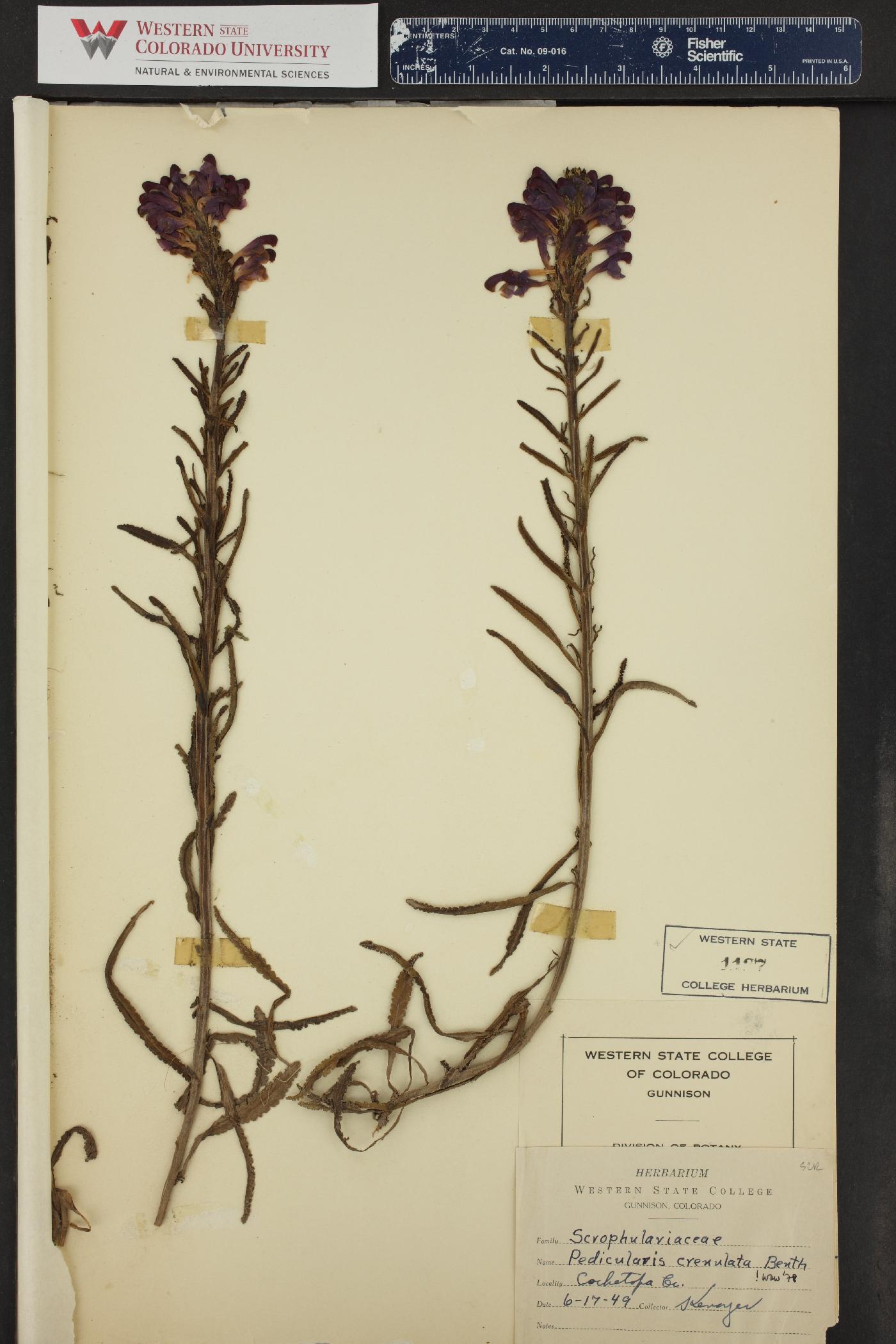 Pedicularis crenulata image