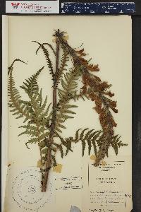 Pedicularis procera image