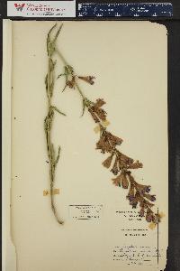 Penstemon strictus image