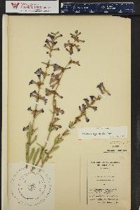 Penstemon cyananthus image