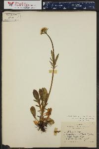 Valeriana acutiloba image