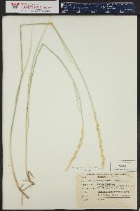 Pascopyrum smithii image