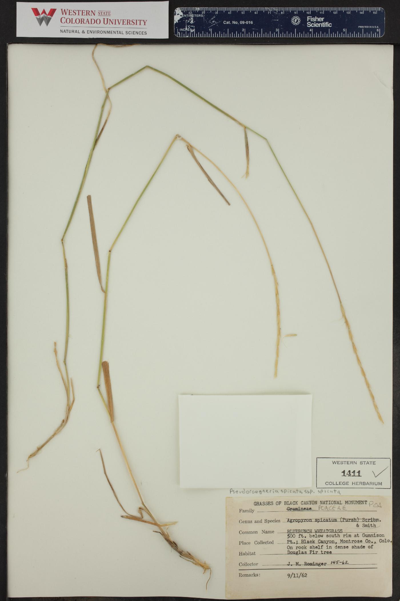 Pseudoroegneria spicata f. spicata image