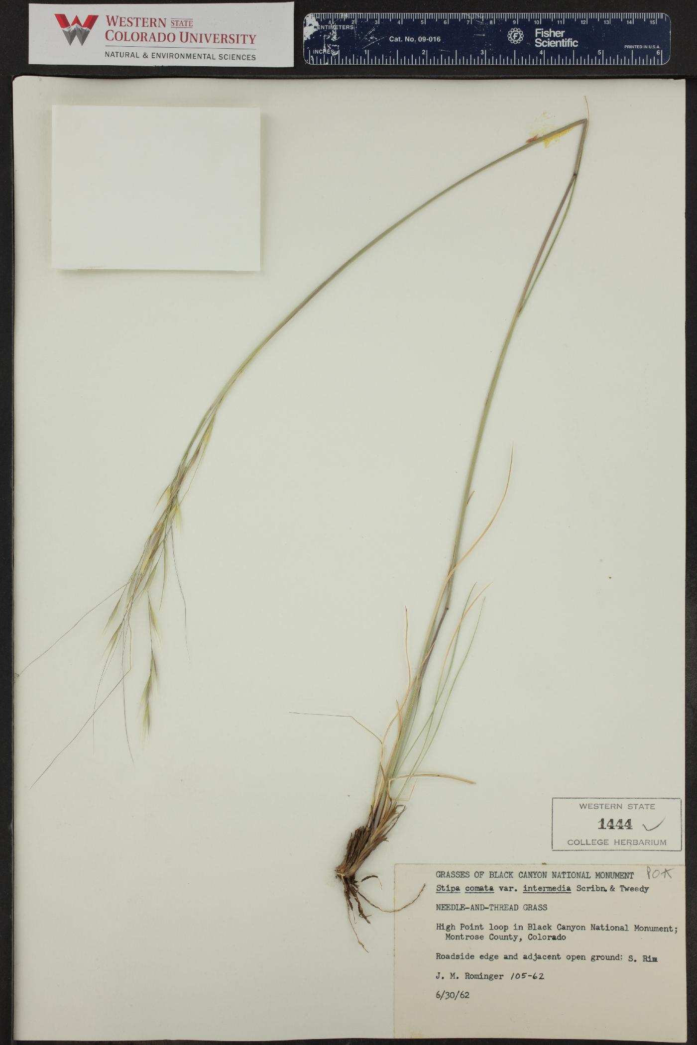 Hesperostipa comata subsp. intermedia image