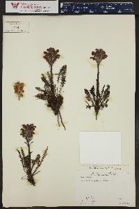 Pedicularis sudetica image