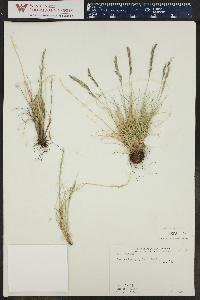 Festuca brachyphylla image