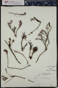 Vaccinium cespitosum image