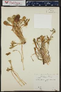 Claytonia megarhiza image