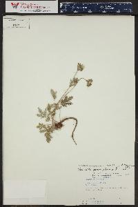 Potentilla pensylvanica image