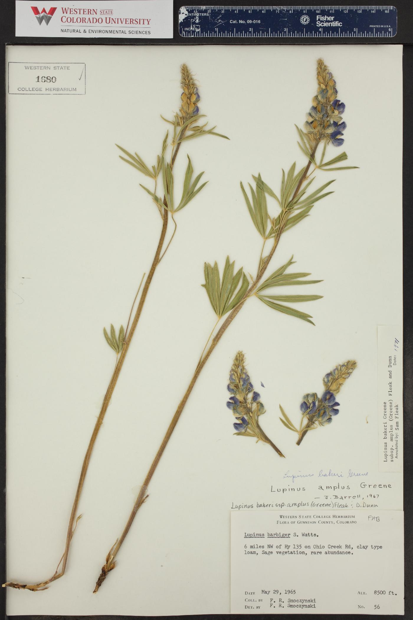 Lupinus amplus image