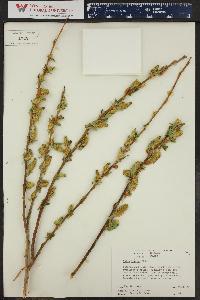 Salix lucida image